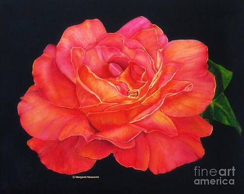 Multi-Colored Rose Oils On Canvas - Print by Margaret Newcomb Multi-Colored Rose Oils On Canvas - Print by Margaret Newcomb