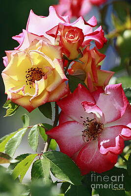 Multi-Colored Roses by Kenny Bosak Multi-Colored Roses by Kenny Bosak