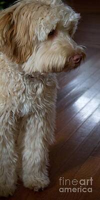 Wall Art - Photograph - Multi- Generational Labradoodle by Sandra Clark