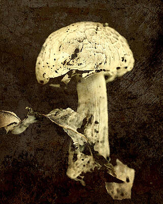 Mushroom by Amy Neal Mushroom by Amy Neal