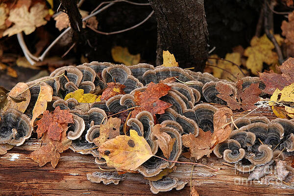 Wall Art - Photograph - Mushroom Log by Ron Chilston