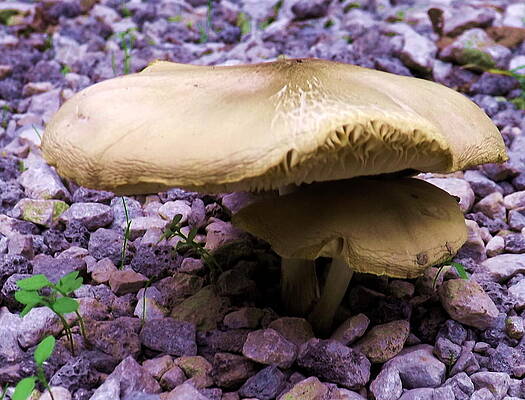 Mushroom Pair. by John Fehrmann