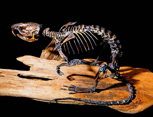 Wall Art - Photograph - Musk Rat Fossil by Millard H. Sharp