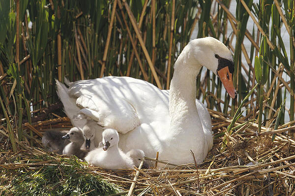 Wall Art - Photograph - Mute Swan Parent With Chicks In Nest by Konrad Wothe