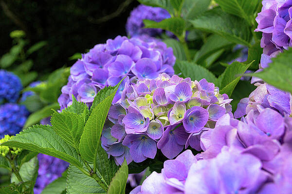 Wall Art - Photograph - My Garden Blooms by Stede Bonnett