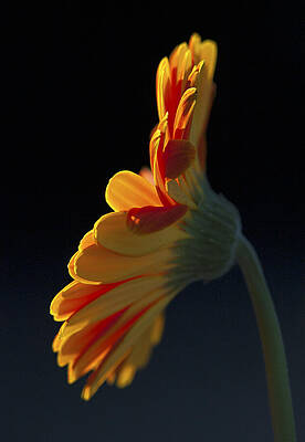 My Good Side by Joe Schofield My Good Side by Joe Schofield