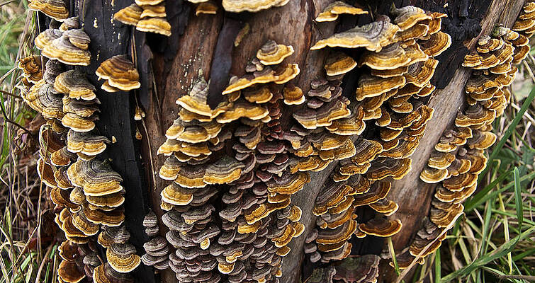 My My Mycelium by Travis Crockart My My Mycelium by Travis Crockart
