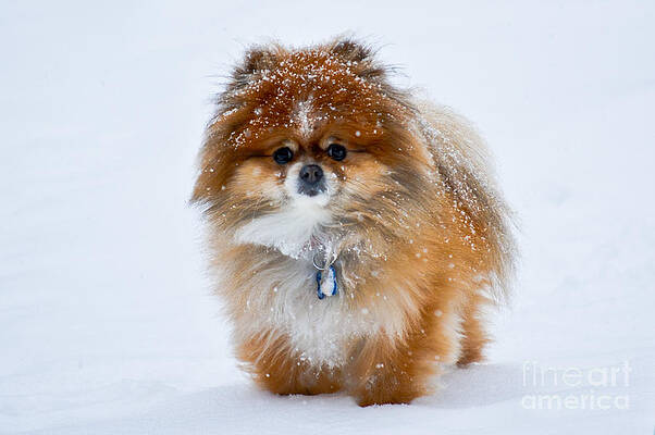 My Pomeranian Puppy by Gary Keesler My Pomeranian Puppy by Gary Keesler