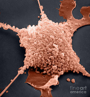 Wall Art - Photograph - Mycoplasma, Sem by David M. Phillips