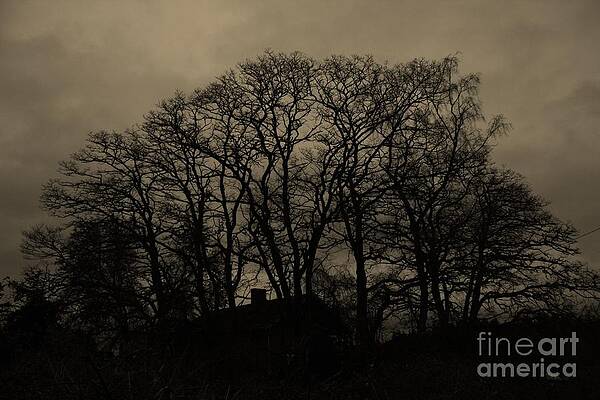 Mysterious Trees 2 by Vicki Maheu Mysterious Trees 2 by Vicki Maheu