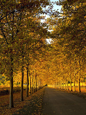 Napa Valley Fall by Bill Gallagher Napa Valley Fall by Bill Gallagher