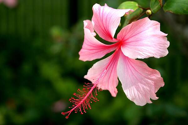 Wall Art - Photograph - Naples Hibiscus by Rick Locke - Out of the Corner of My Eye