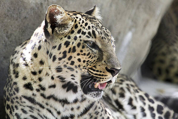 Wall Art - Photograph - Naples Zoo - Leopard Relaxing 1 by Ronald Reid