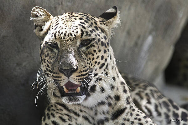 Wall Art - Photograph - Naples Zoo - Leopard Relaxing 2 by Ronald Reid