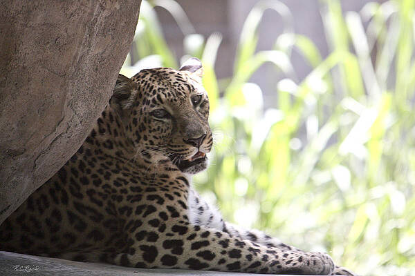 Wall Art - Photograph - Naples Zoo - Leopard Relaxing 4 by Ronald Reid