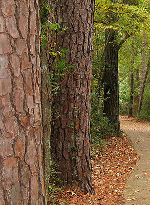 Natural Beauty - The Woodlands by Connie Fox Natural Beauty - The Woodlands by Connie Fox