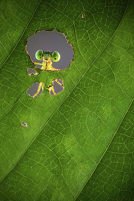 Wall Art - Photograph - Nature Frame by Wilianto