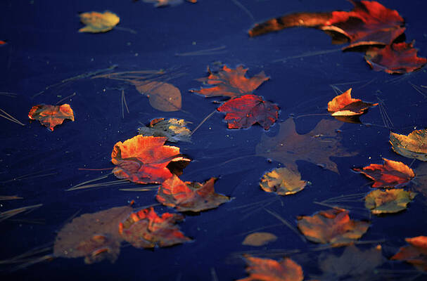 Wall Art - Photograph - Nature, Limbs, Branches, Branch by David McLain