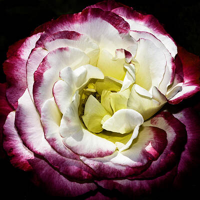 Wall Art - Photograph - Nature's Colors 4 by Mel Ashar