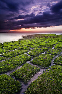 Wall Art - Photograph - Nature's promenade by Jorge Maia