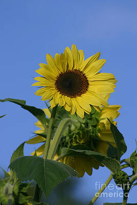 Nature's Sunshine by Rusty Green Nature's Sunshine by Rusty Green