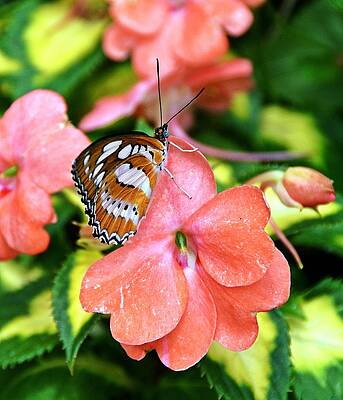 Nature's Touch by David Earl Johnson Nature's Touch by David Earl Johnson