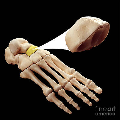 Wall Art - Photograph - Navicular Bone by Science Picture Co