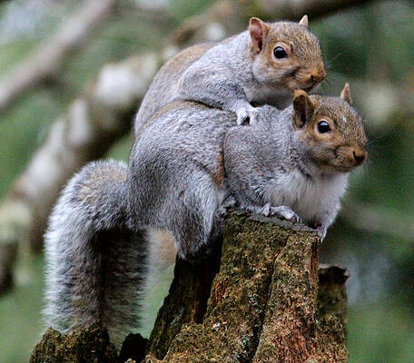 Fifty Shades Of Gray Squirrel by Kym Backland Fifty Shades Of Gray Squirrel by Kym Backland