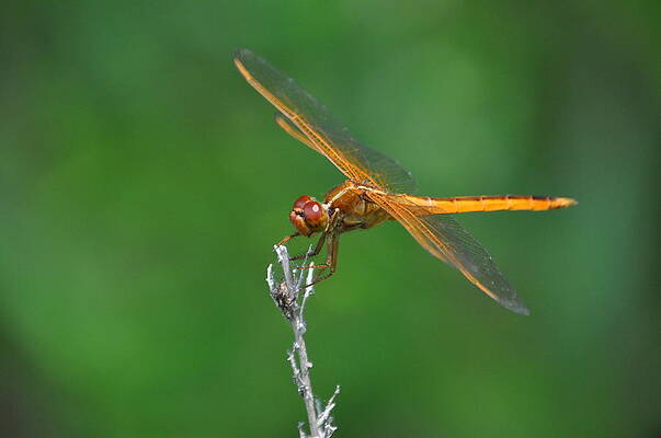 Needham's Skimmer II by Steve Rhoades