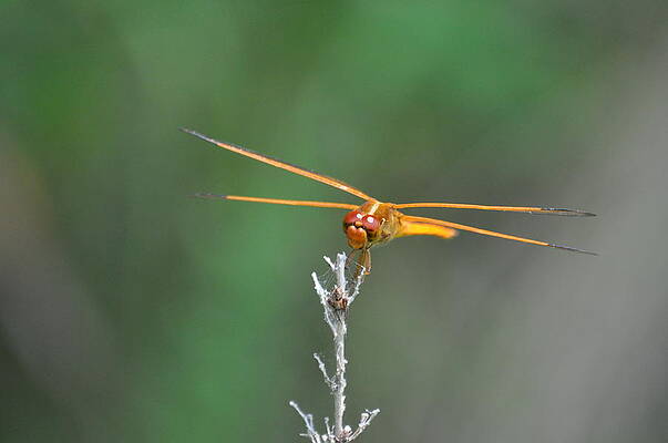 Needham's Skimmer by Steve Rhoades