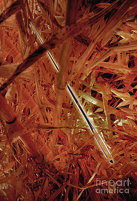 Wall Art - Photograph - Needle In A Haystack by Mike Agliolo