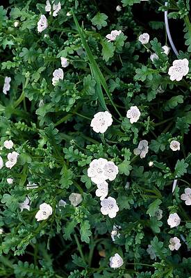 Nemophila Menziesii Photographs Fine Art America