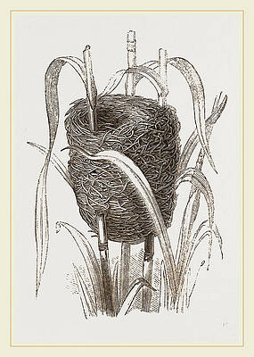 Wall Art - Drawing - Nest Attributed To Reed-bunting by Litz Collection
