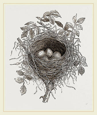 Edible birds nest Swallow Bird nest, In the small nest, painted, animals  png | PNGEgg
