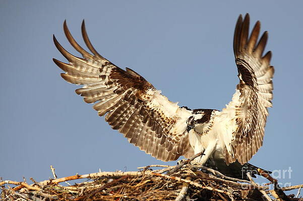 Wall Art - Photograph - Nesting Osprey by Bill Singleton