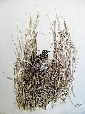 Wall Art - Painting - Nesting Sparrow by Alfred Ng