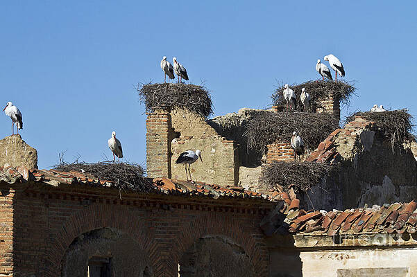 Wall Art - Photograph - Nesting Stork Colony by Heiko Koehrer-Wagner