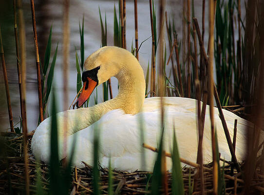 Wall Art - Photograph - Nesting Swan by Michael Hubley