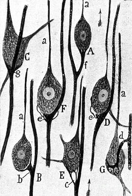 Wall Art - Photograph - Neural Connections Illustrated by Science Source