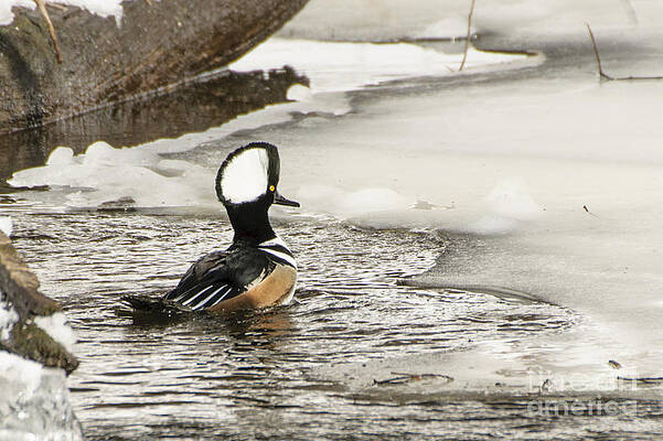 Never Too Cold To Mate by Ilene Hoffman Never Too Cold To Mate by Ilene Hoffman
