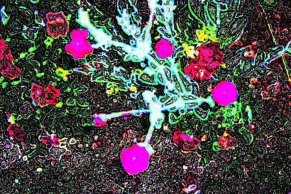 New Bloom by T Byron K New Bloom by T Byron K