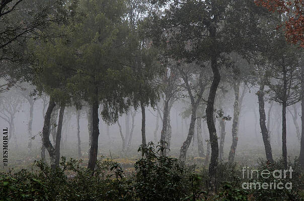 NIEBLA EN EL BOSQUE by JULIA MORAL NIEBLA EN EL BOSQUE by JULIA MORAL