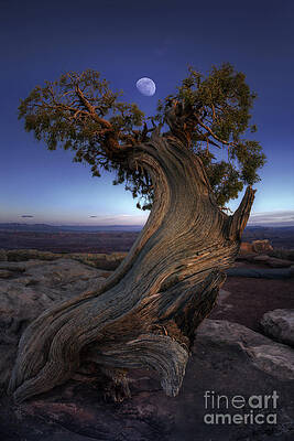 Night Guardian of the Valley by Marco Crupi Night Guardian of the Valley by Marco Crupi