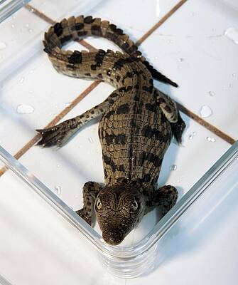 Wall Art - Photograph - Nile Crocodile Hatchling by Science Photo Library