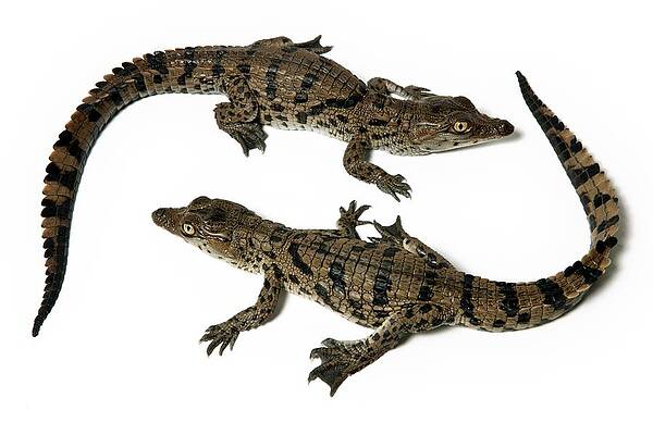 Wall Art - Photograph - Nile Crocodile Hatchlings by Science Photo Library