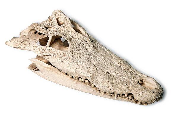 Wall Art - Photograph - Nile Crocodile Skull by Science Photo Library