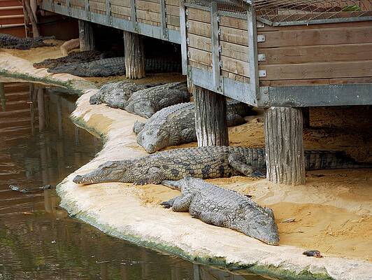Wall Art - Photograph - Nile Crocodiles At A Crocodile Farm by Science Photo Library