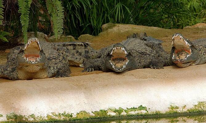 Wall Art - Photograph - Nile Crocodiles by Science Photo Library
