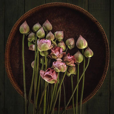 Lotus Flower Art | Fine Art America