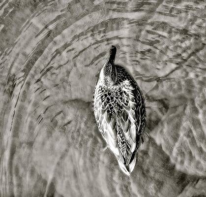 North Swimming Tahoe Duck by Anthony George North Swimming Tahoe Duck by Anthony George